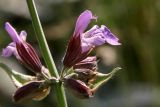 Salvia officinalis. Стеблевой узел с цветком, бутонами и листом. Белгородская обл., пос. Ракитное, ул. Сосновая, 2, в культуре. 5 июня 2022 г.