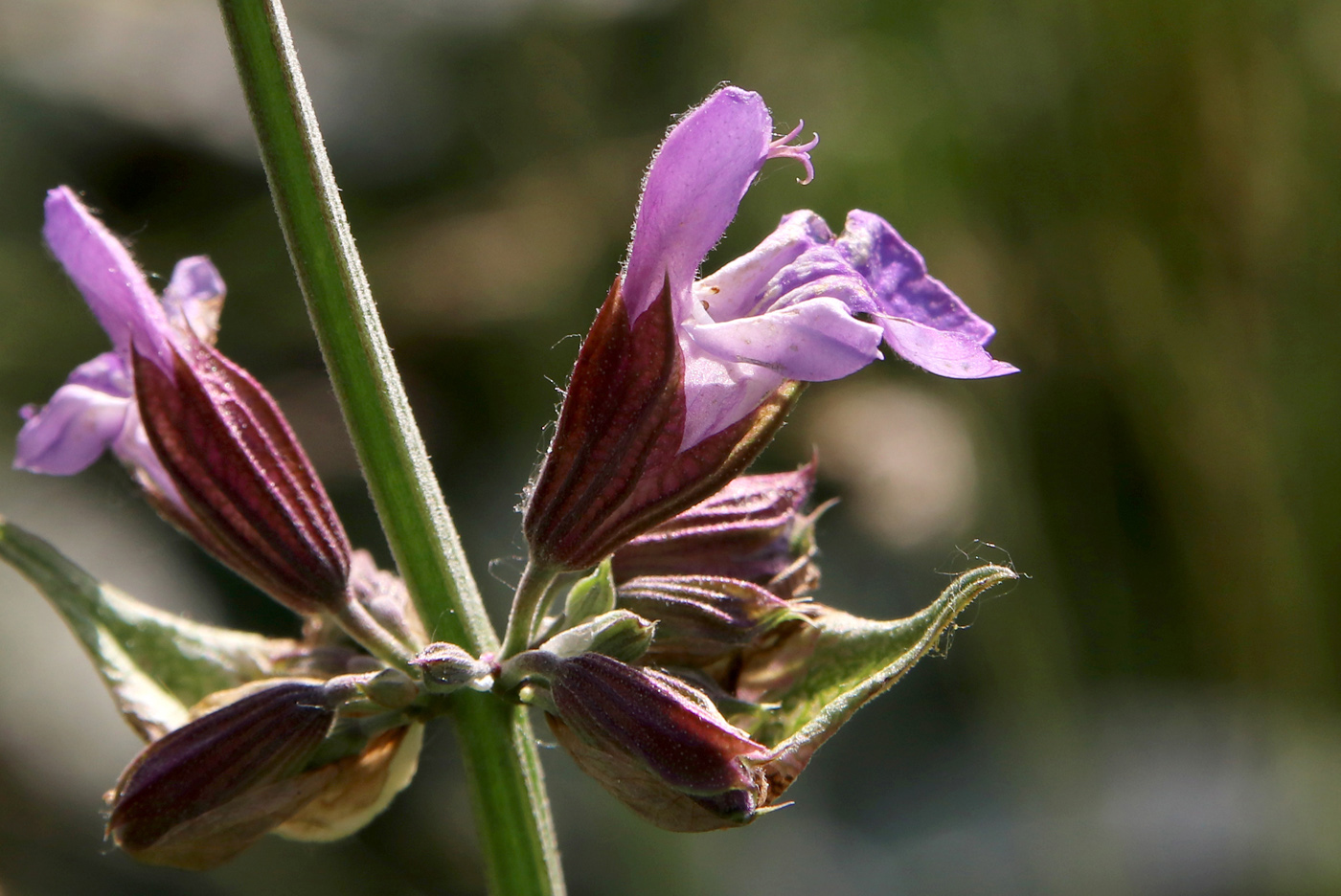 Image of Salvia officinalis specimen.