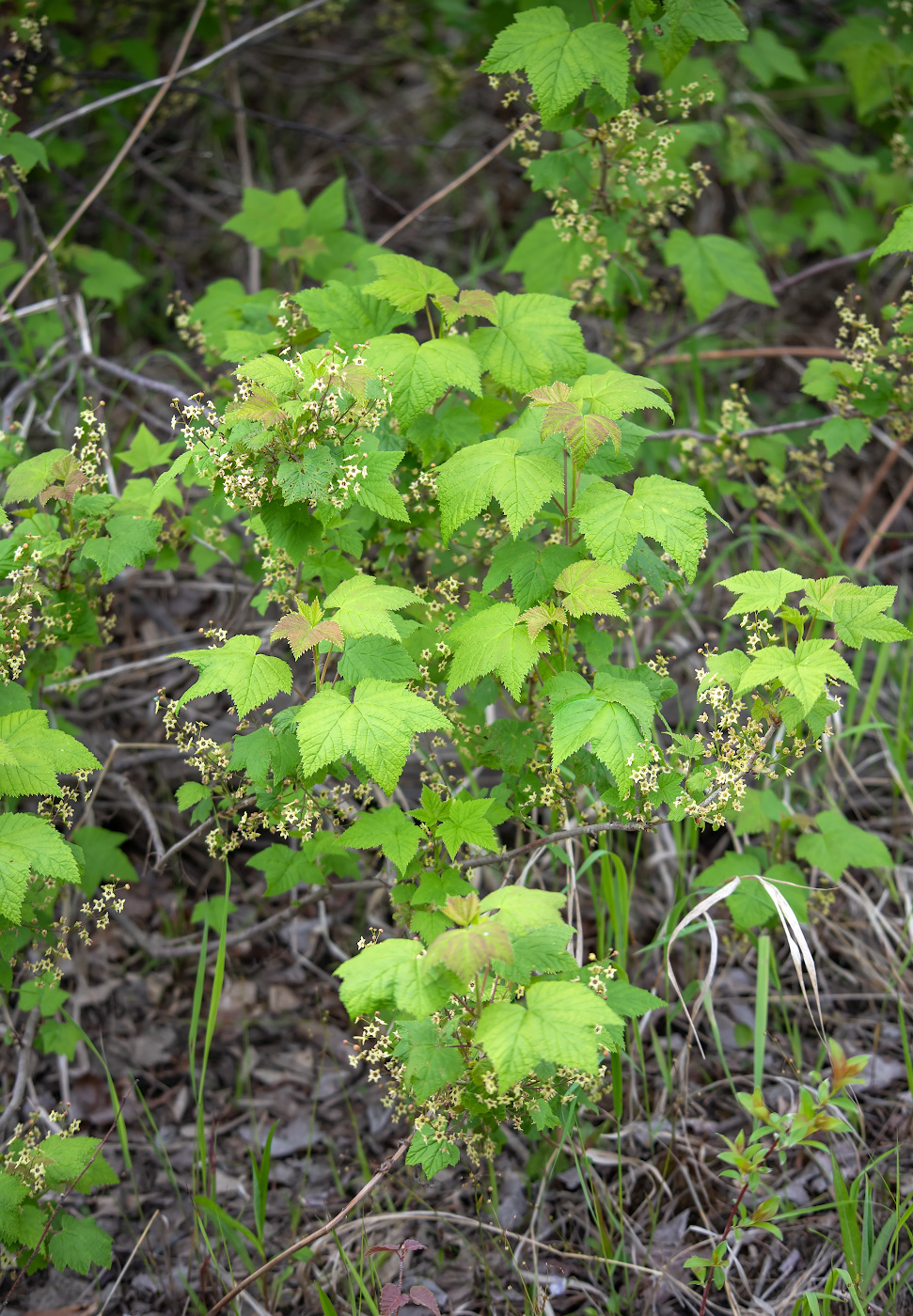 Изображение особи род Ribes.