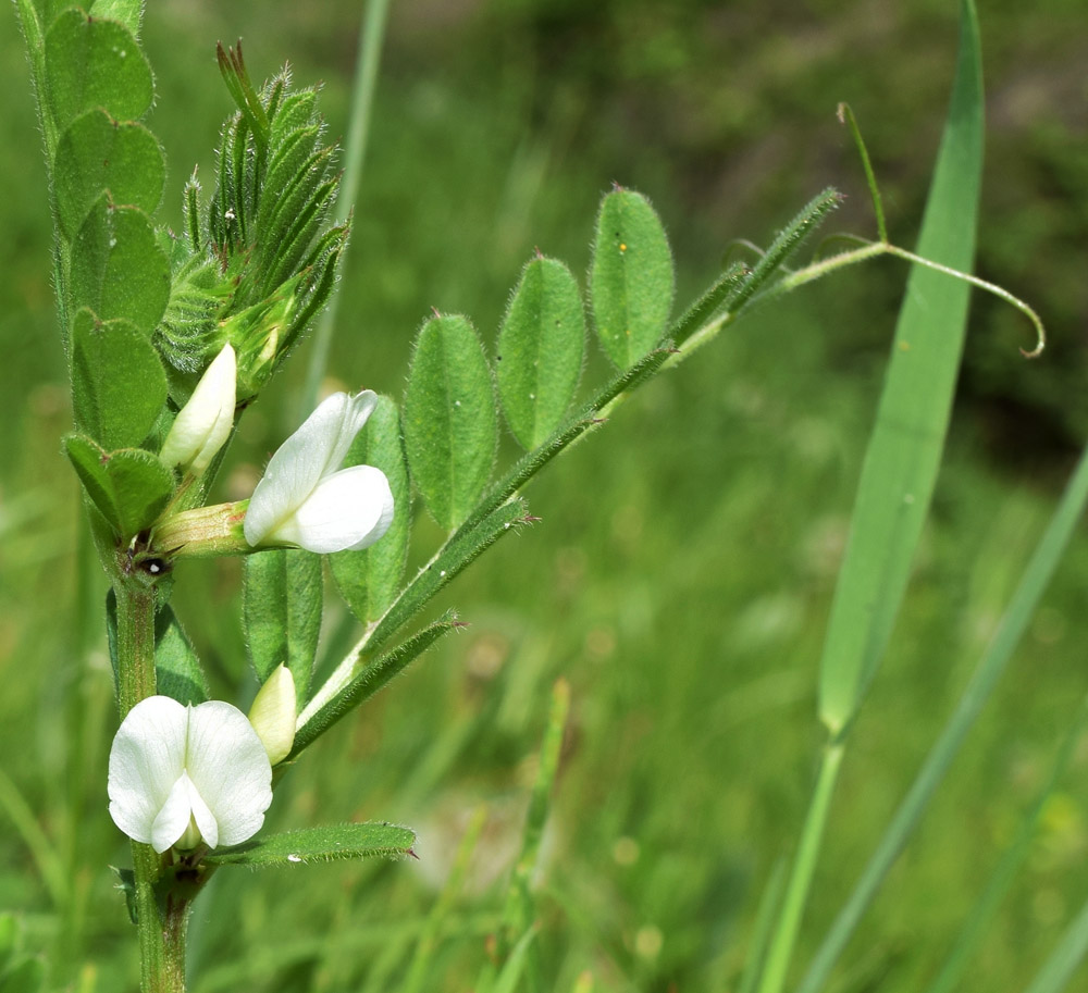 Изображение особи Vicia angustifolia.