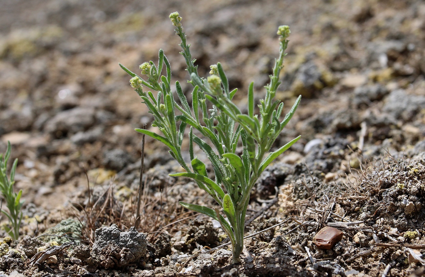Изображение особи Tetracme quadricornis.