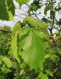 Ulmus glabra. Повреждённые листья. Москва, Новогиреево, Зелёный проспект, Афганский сквер, в культуре. 23.05.2019.