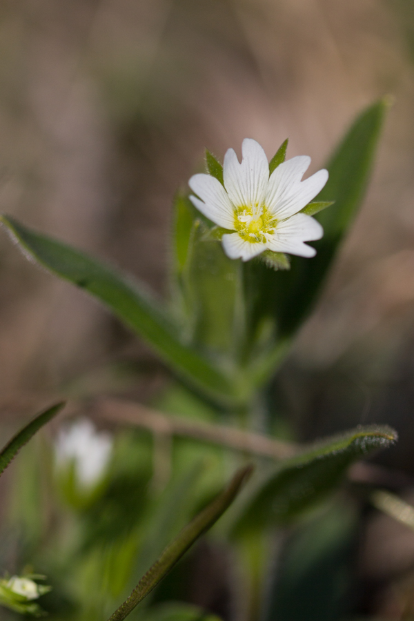 Image of Cerastium nemorale specimen.