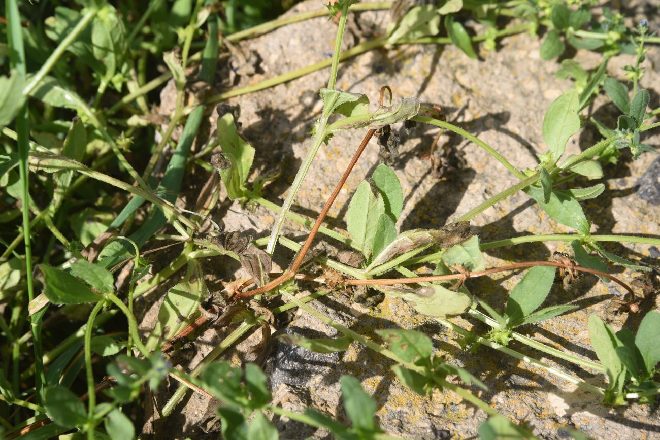 Image of Asperugo procumbens specimen.