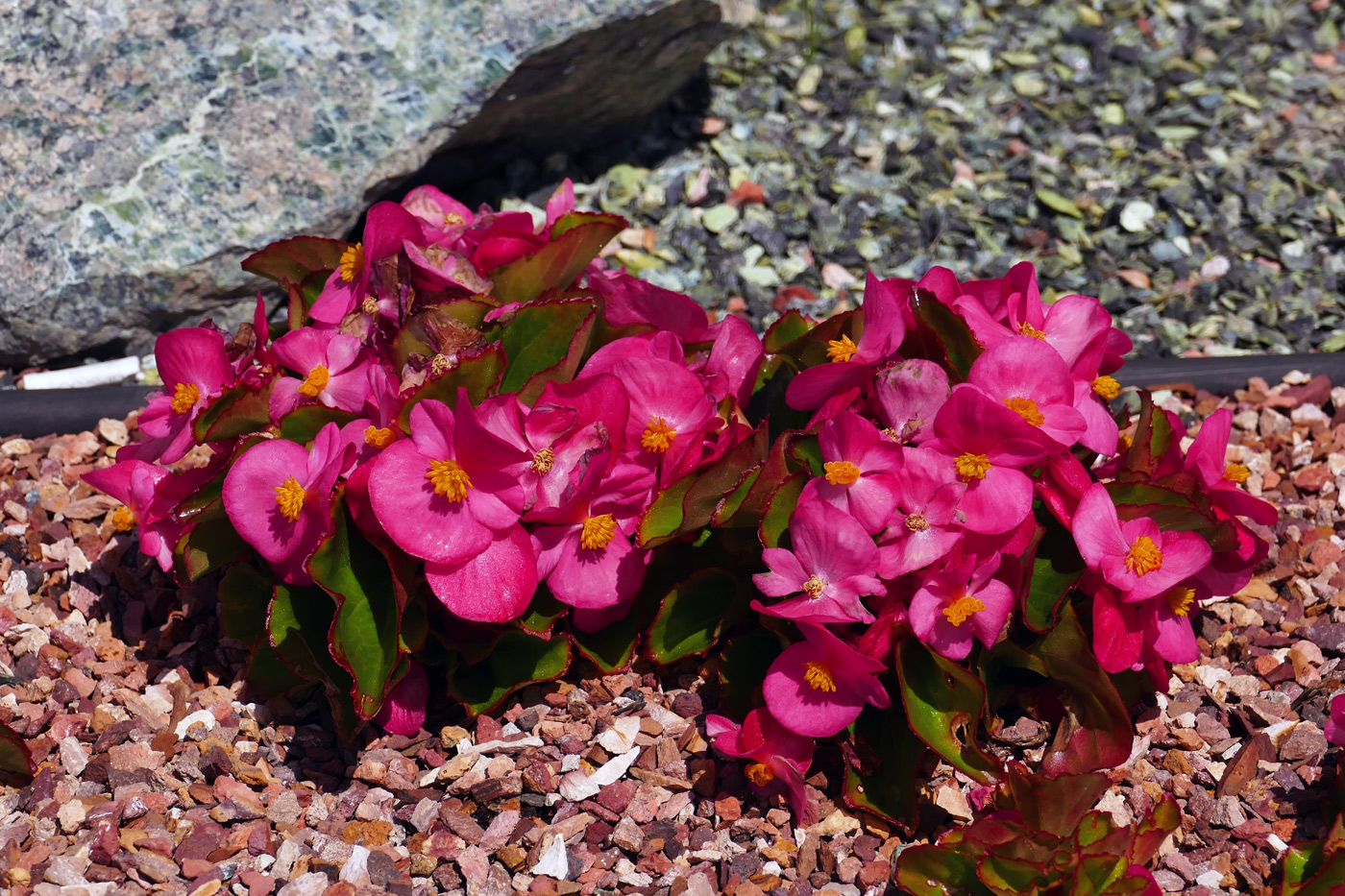 Image of Begonia × hortensis specimen.