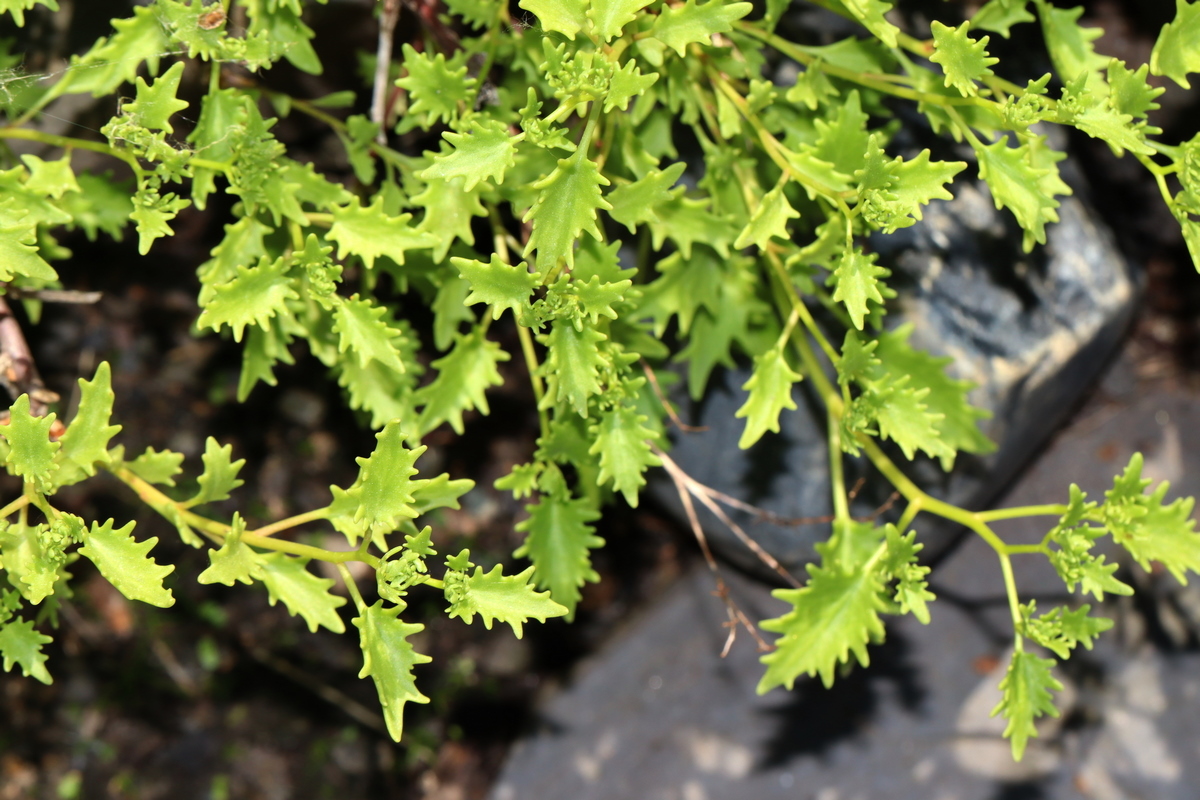 Изображение особи Hylotelephium populifolium.