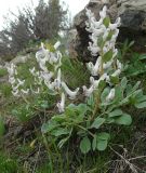 Corydalis ledebouriana. Цветущее растение (белая форма). Казахстан, Туркестанская обл., Толебийский р-н, Зап. Тянь-Шань, Сайрам-Угамский нац. парк; выс. ок. 2200 м н.у.м., дол. р. Кыржалсай, левое русло, правый борт, водораздельный гребень с можжевельником и развалами глыб. 26.04.2026.