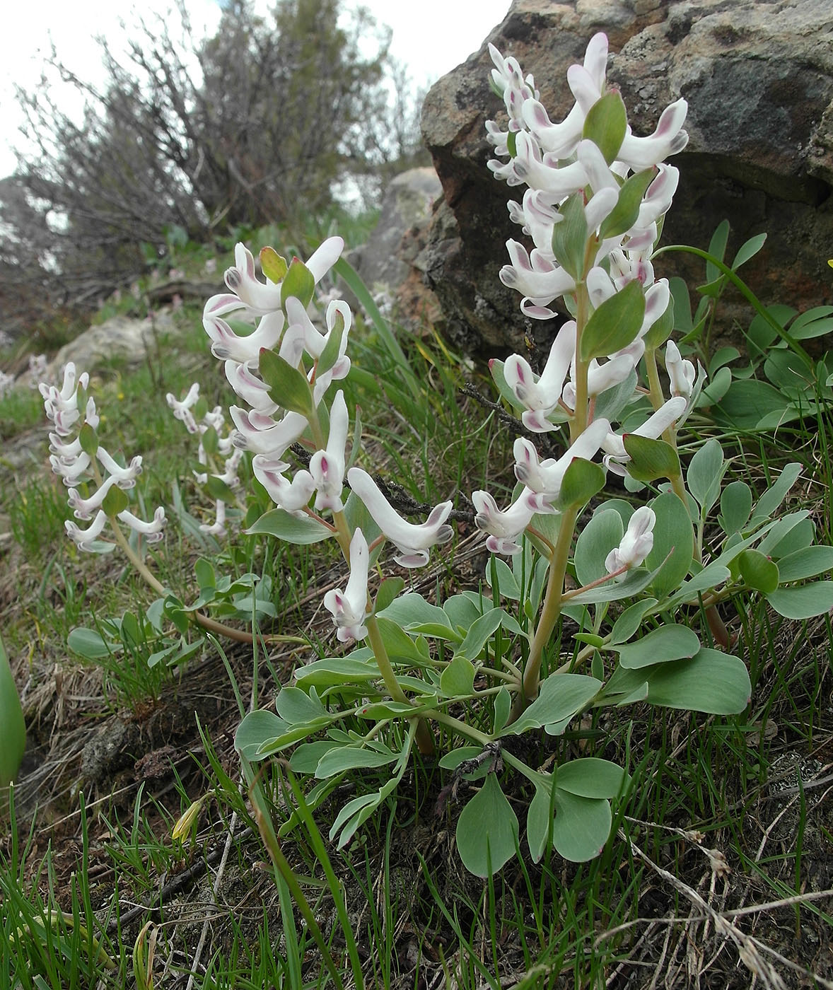 Изображение особи Corydalis ledebouriana.