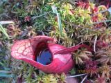 Sarracenia purpurea. Саррацения пурпурная. Sarracenia purpurea. В культуре. Галифакс 17.09.2015.