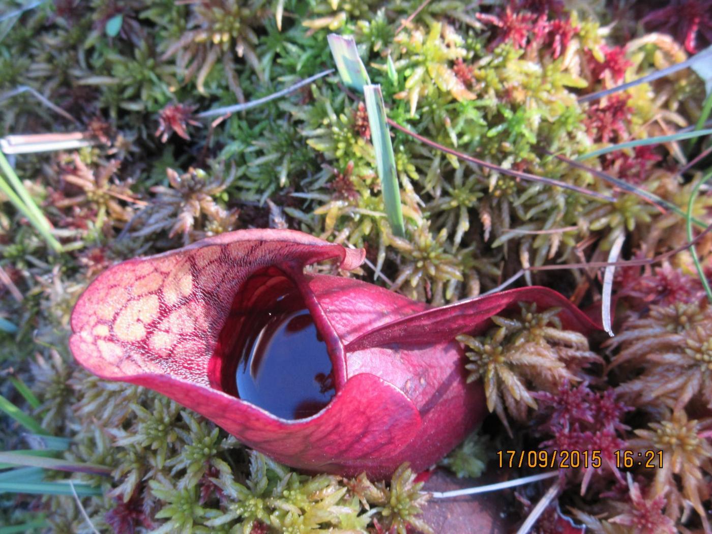 Image of Sarracenia purpurea specimen.