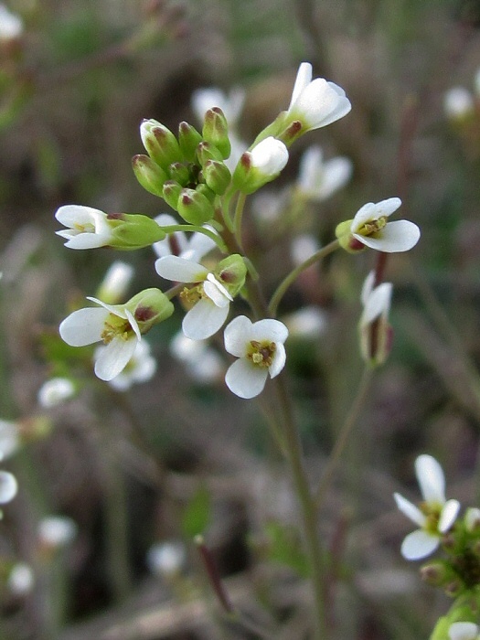 Image of Arabidopsis thaliana specimen.