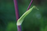 Archangelica officinalis. Часть стебля с листом верховой формации и основанием бокового побега. Нижегородская обл., в культуре. 16.06.2026.