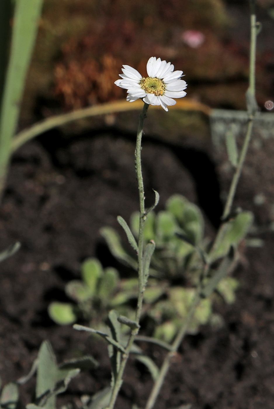 Image of Achillea ageratifolia specimen.