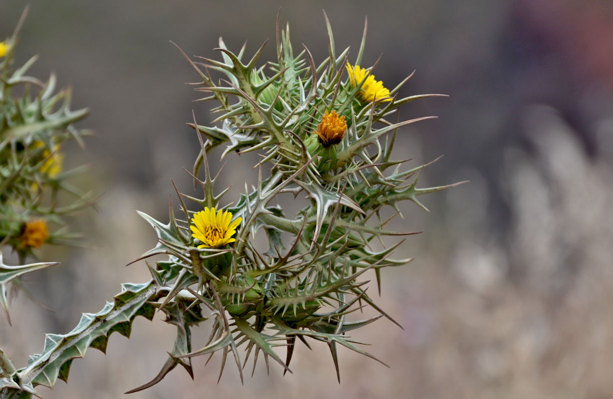 Image of Scolymus maculatus specimen.