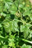 genus Ribes