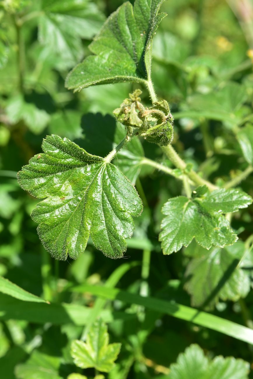 Изображение особи род Ribes.