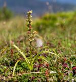 Veratrum anticleoides. Отцветающее растение. Хабаровский край, р-н имени Лазо, гора Ко, выс. ≈ 1880 м н.у.м. 02.08.2026.