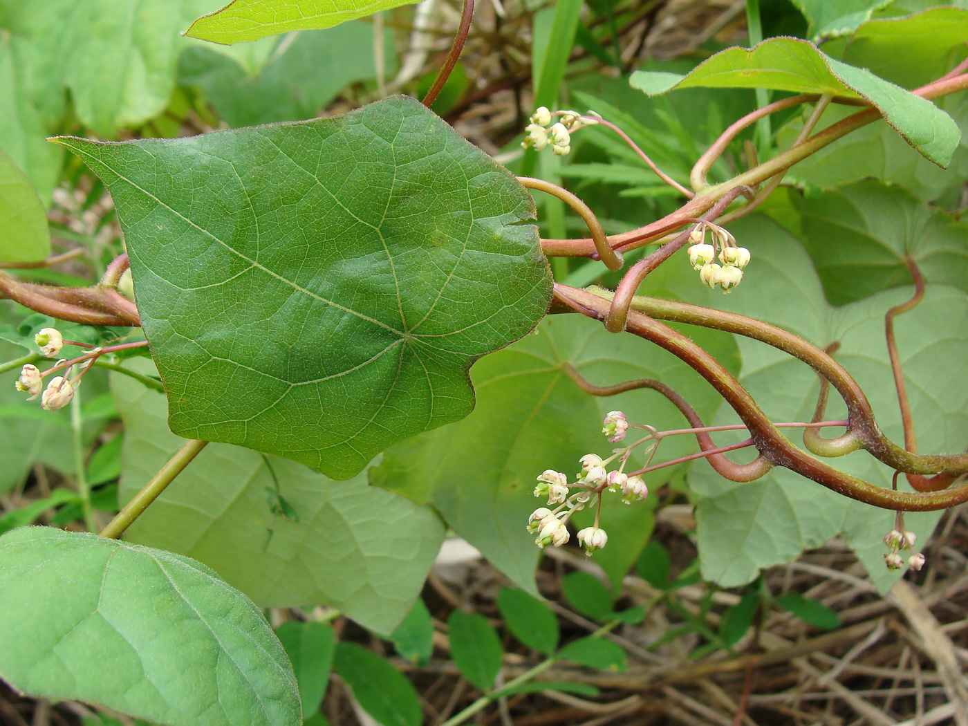 Image of Menispermum dauricum specimen.