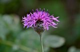 Centaurea scabiosa. Соцветие. Московская обл., гор. округ Домодедово, низовья р. Пахра, окраина зарослей кустарников. 30.08.2026.