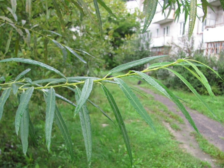 Image of Salix viminalis specimen.