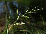 Festuca gigantea. Часть соцветия. Краснодарский край, муниципальное образование город-курорт Сочи, Адлерский р-н, Кудепстинский сельский округ, окр. пос. Дубравный, Кудепстинский дендропарк, широколиственный лес, берег ручейка. 05.07.2024.