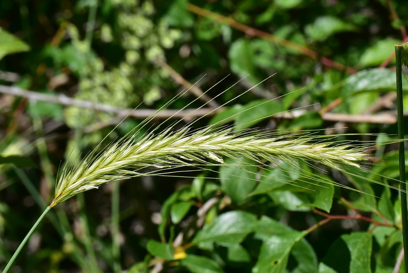 Image of Hordelymus europaeus specimen.