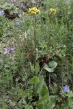 Ligularia thomsonii. Цветущие растения на субальпийском лугу в сообществе с Geranium saxatile и Artemisia dracunculus. Кыргызстан, Нарынская обл., Ак-Талинский р-н, 16 км к юго-западу от с. Кош-Дёбё, зап. отроги хр. Джамант-Тоо, выс. ~2500 м н.у.м., разнотравный луг. 08.07.2026.