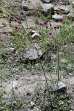 Centaurea adpressa. Цветущее растение. Кыргызстан, Джалал-Абадская обл., Токтогульский р-н, окр. с. Сары-Камыш, вдоль трассы М-77 и р. Кёкёмерен; 1250 м н.у.м., каменисто-глинистый склон.