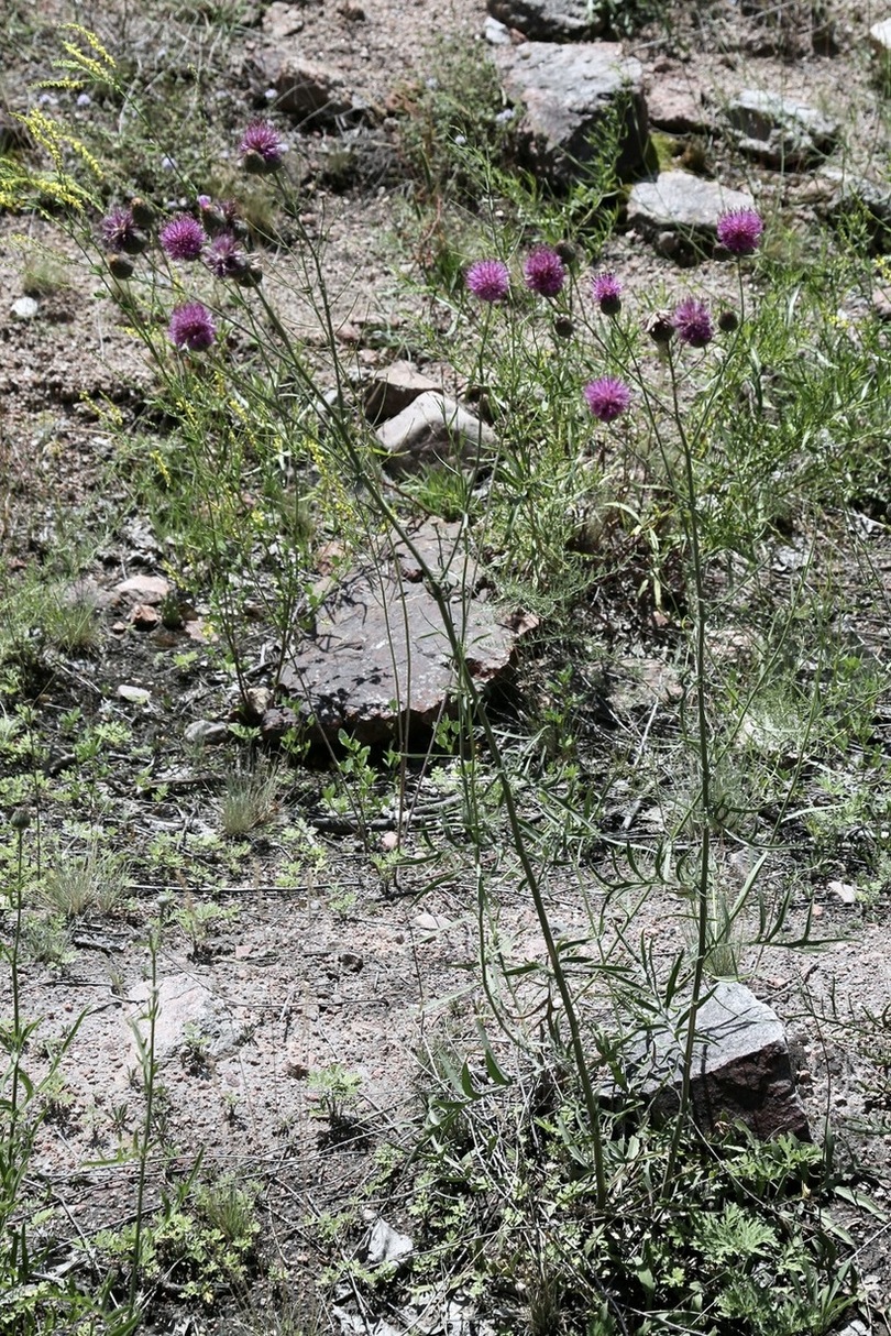 Image of Centaurea adpressa specimen.