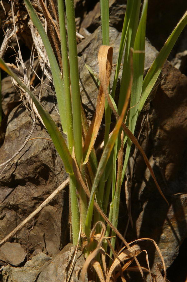 Image of Avena barbata specimen.