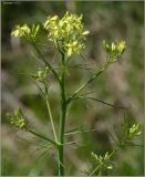 Sisymbrium altissimum