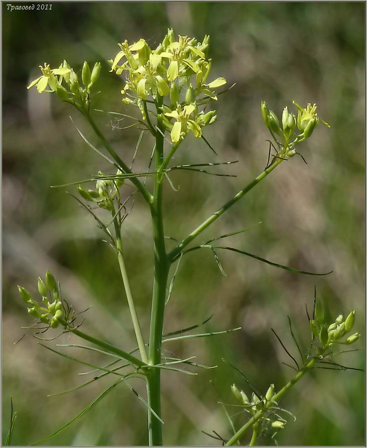 Image of Sisymbrium altissimum specimen.