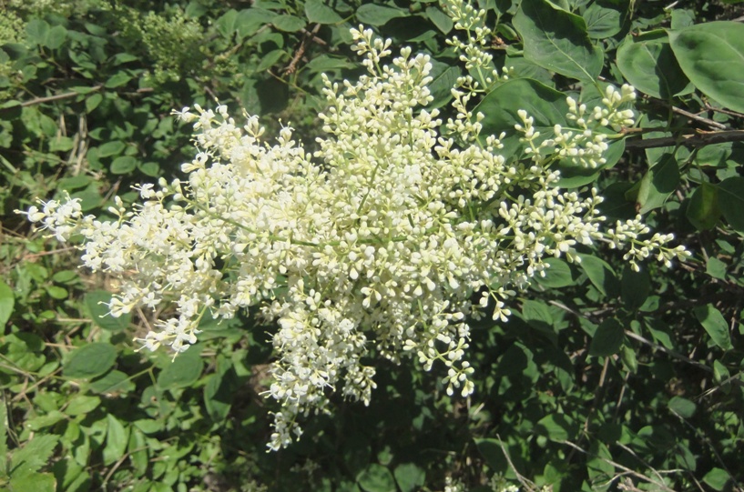 Image of Syringa amurensis specimen.