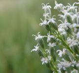 Silene wolgensis