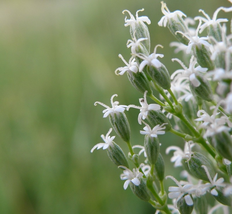 Изображение особи Silene wolgensis.