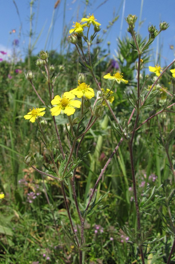 Image of Potentilla argentea specimen.