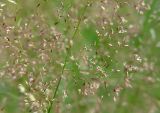 Agrostis tenuis