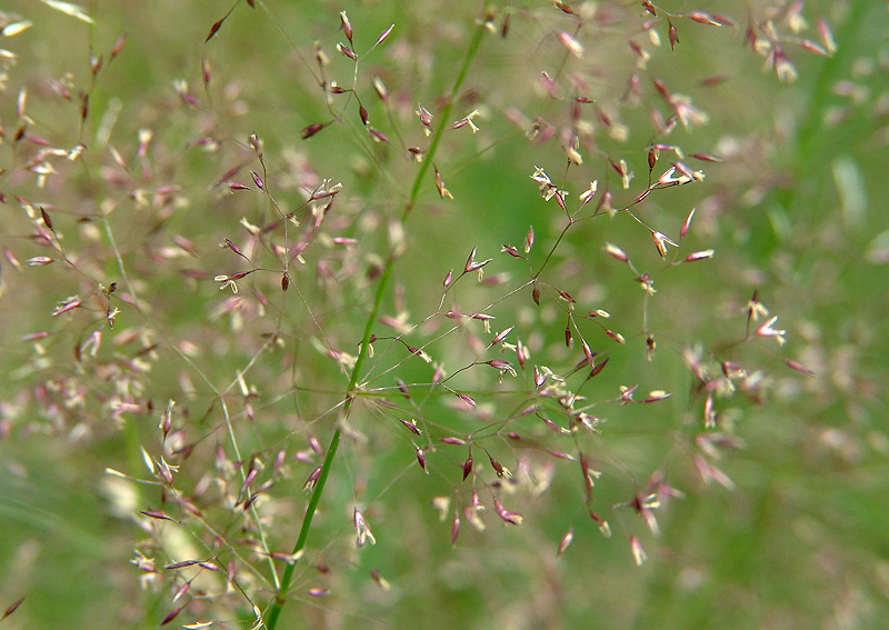 Изображение особи Agrostis tenuis.