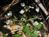 Daucus guttatus. Соцветие. Крым, Севастополь, р-н Фиолента, мыс Лермонтова. 29 июля 2011 г.