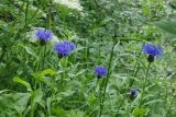 Centaurea nigrofimbria. Верхушки цветущих растений. Республика Карачаево-Черкесия, Домбай, ущелье р. Аманауз, 1700 м н.у.м. 06.07.2011.