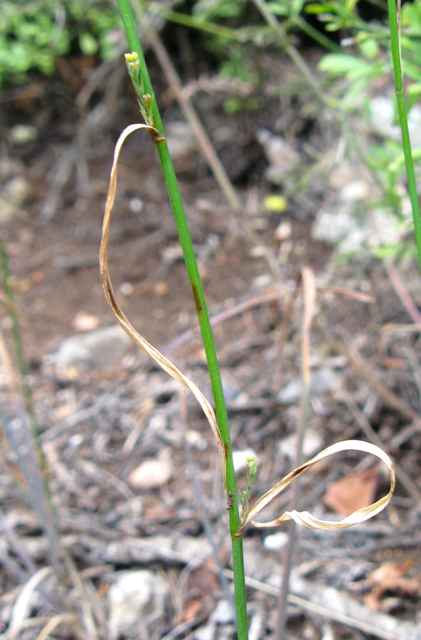 Image of Bupleurum asperuloides specimen.