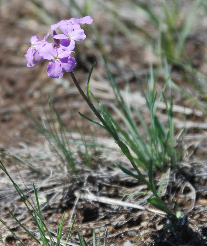 Image of Clausia aprica specimen.