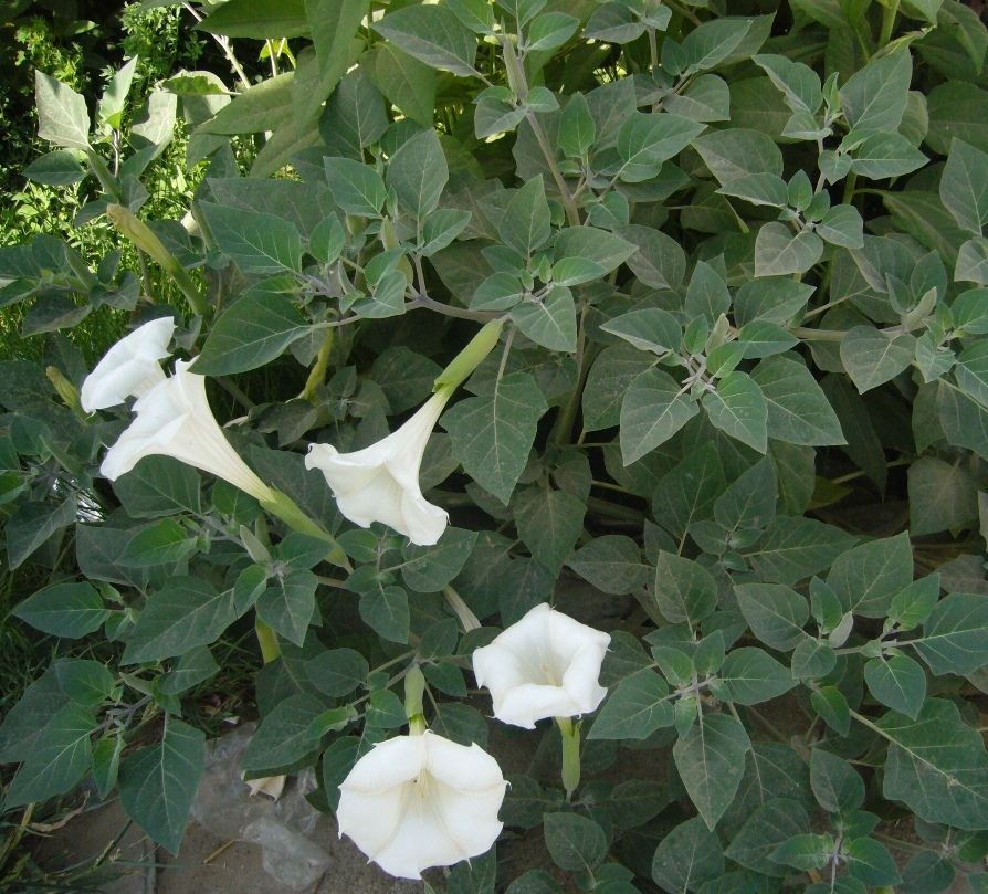 Изображение особи Datura innoxia.