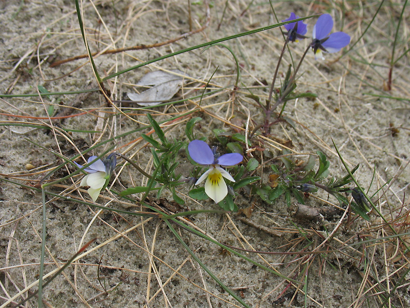 Image of Viola maritima specimen.