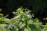 Impatiens parviflora. Верхушка растения с цветками и плодами. Московская обл., Раменский р-н, Хрипань, лесная дорога. 07.08.2007.