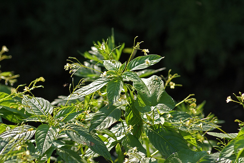 Image of Impatiens parviflora specimen.