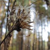 Saussurea latifolia. Верхушка побега с созревшими плодами-семянками. Окр. Томска, 18 сентября 2011 г.