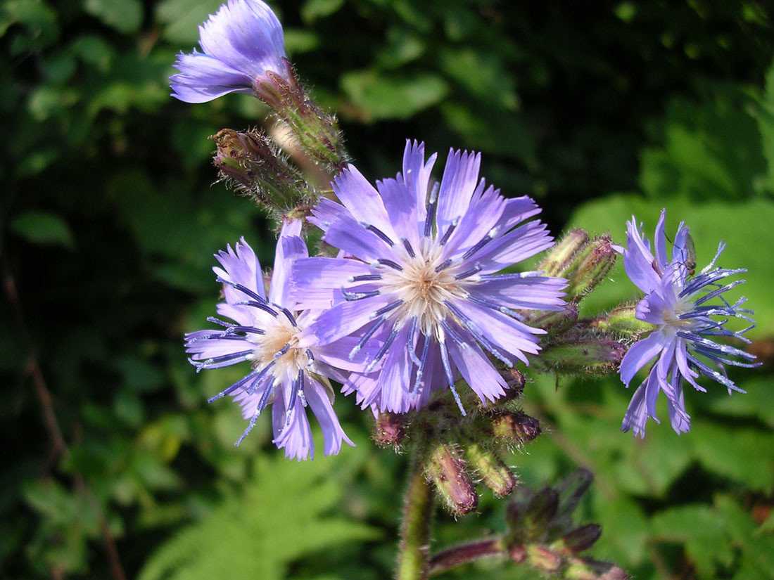 Image of Cicerbita macrophylla specimen.