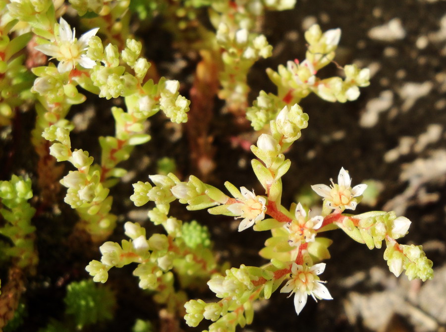 Изображение особи Sedum gracile.