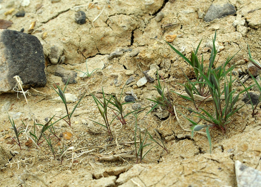 Изображение особи Crypsis turkestanica.